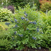 Lush 'Chandler' Blueberry Bush: clusters of ripe blue berries, vibrant green leaves, well-maintained garden with various plants.